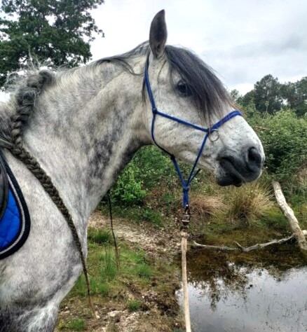 Wandelen met paard. Ranchero staat voor een ven.